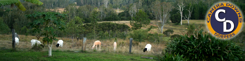 Dorpers at Camira Downs